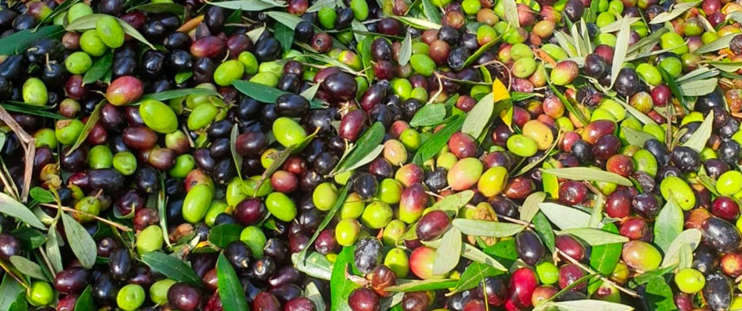 olive tenute mallus